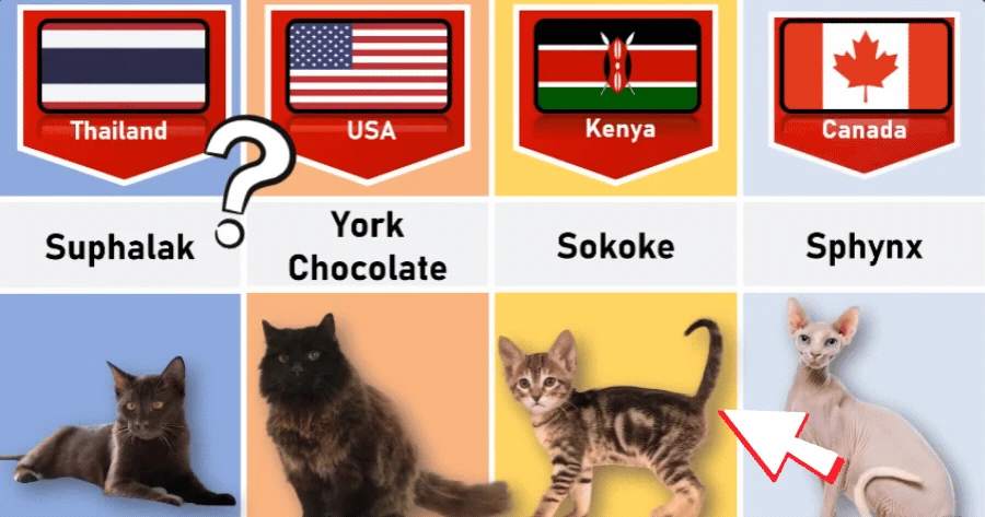 Which Country Cat Breed Are You? π±π